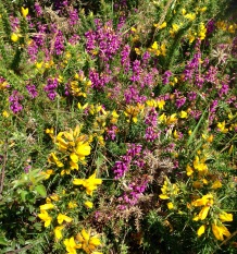 Heather and Gorse.