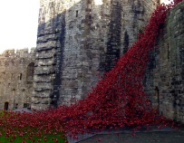 Ceramic poppies commemorating the outbreak of WW1, Caernarfon Castle.