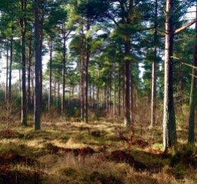 Tentsmuir Forest.