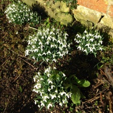 First snowdrops of the year.