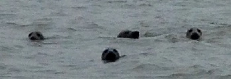 Seals in the River Ythan, near Newburgh.