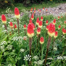 "Red Hot Pokers". Seen in gardens all along the north coast.